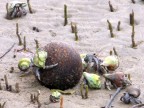 coconut crabs